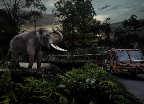 ナイトサファリ_日本語音声トラム